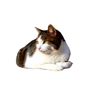 A Calm Tabby Cat Lying On A Windowsill Enjoying The Sunlight Indoors. 14808 - Cat PNG image with transparent background